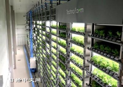 室内农业悄然兴起"植物工厂"或可应对粮食危机